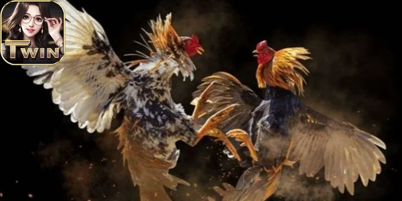 Khuyến mãi hấp dẫn khi tham gia đá gà twin68 mỗi ngày